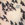 Click to Expand or Contract Details